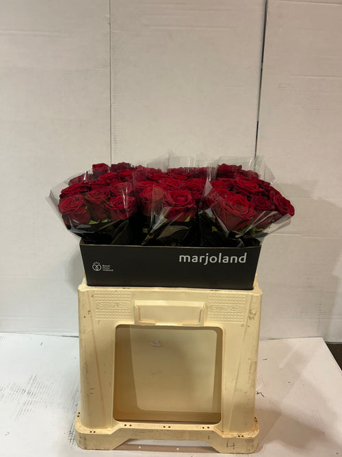 10 ROSE RED NAOMIE 60cm